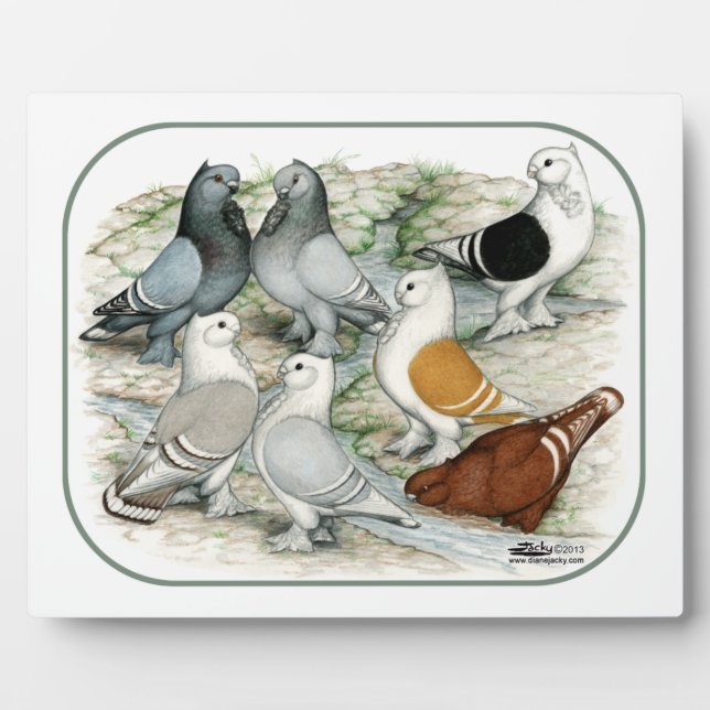 Classic Frill Barred Pigeons Plaque (Front)
