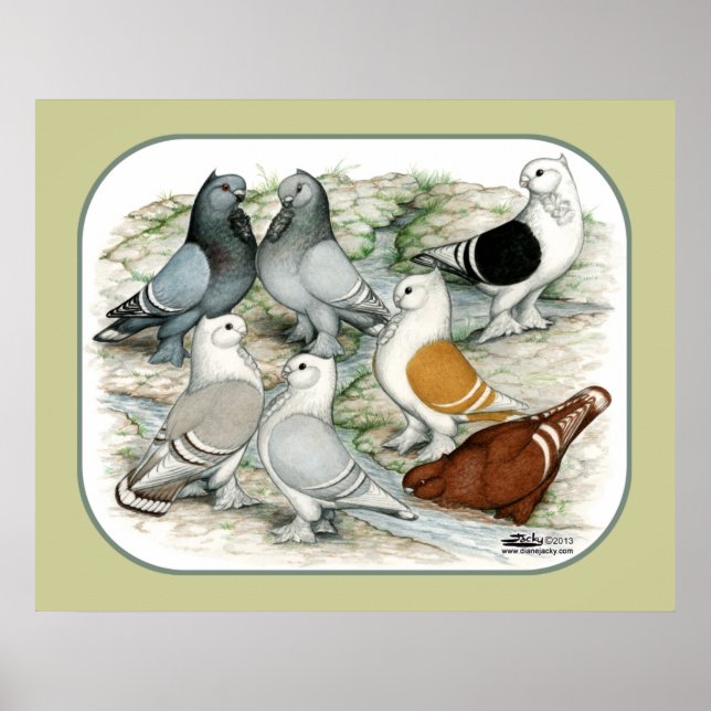 Classic Frill Barred Pigeons Poster (Front)