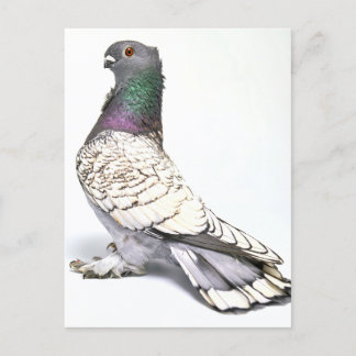 Classic Frill Pigeon Postcard