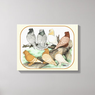 Classic Frill Pigeons Blondinettes Canvas Print
