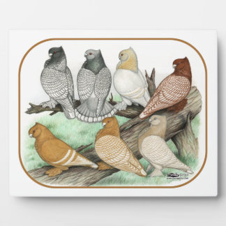 Classic Frill Pigeons Blondinettes Plaque