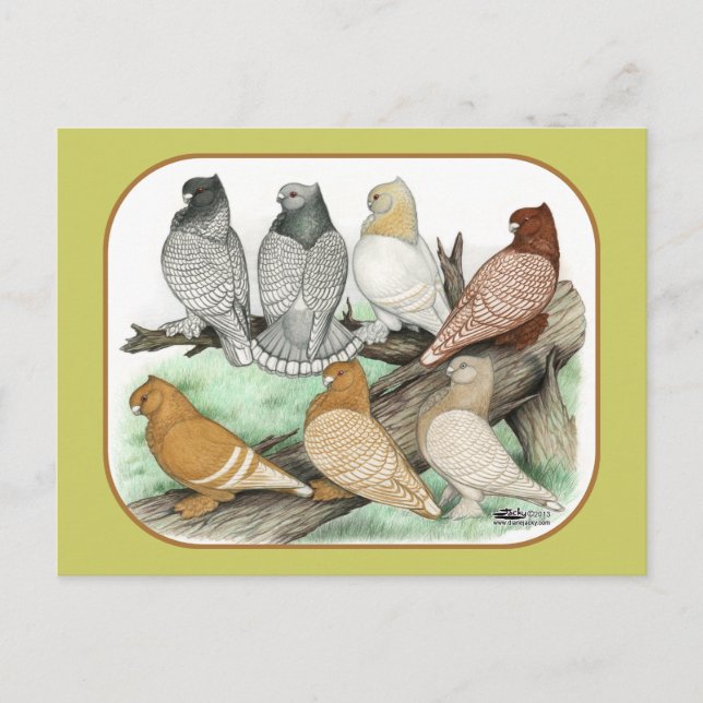 Classic Frill Pigeons Blondinettes Postcard (Front)