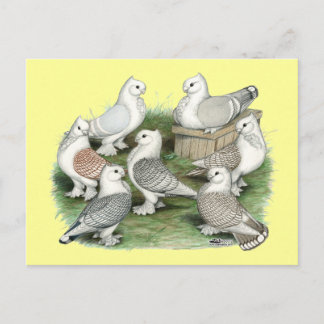 Classic Frill Pigeons Postcard