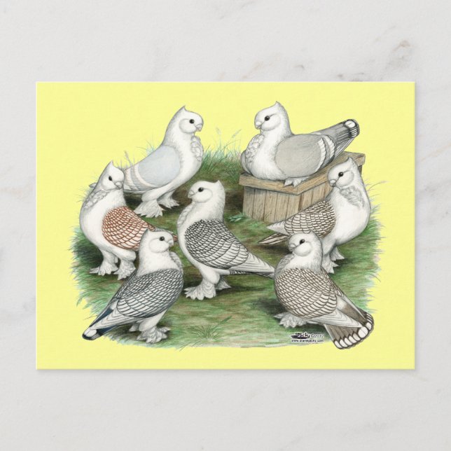 Classic Frill Pigeons Postcard (Front)