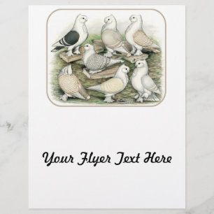 Classic Frill Pigeons Satinettes Flyer