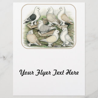 Classic Frill Pigeons Satinettes Flyer