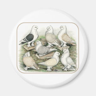 Classic Frill Pigeons Satinettes Magnet