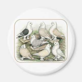 Classic Frill Pigeons Satinettes Magnet