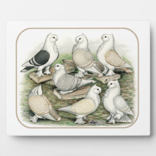Classic Frill Pigeons Satinettes Plaque
