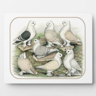 Classic Frill Pigeons Satinettes Plaque