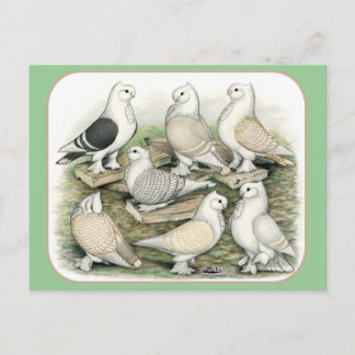 Classic Frill Pigeons Satinettes Postcard