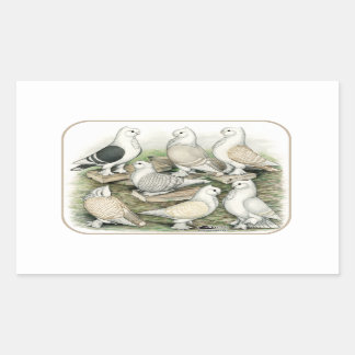 Classic Frill Pigeons Satinettes Rectangular Sticker