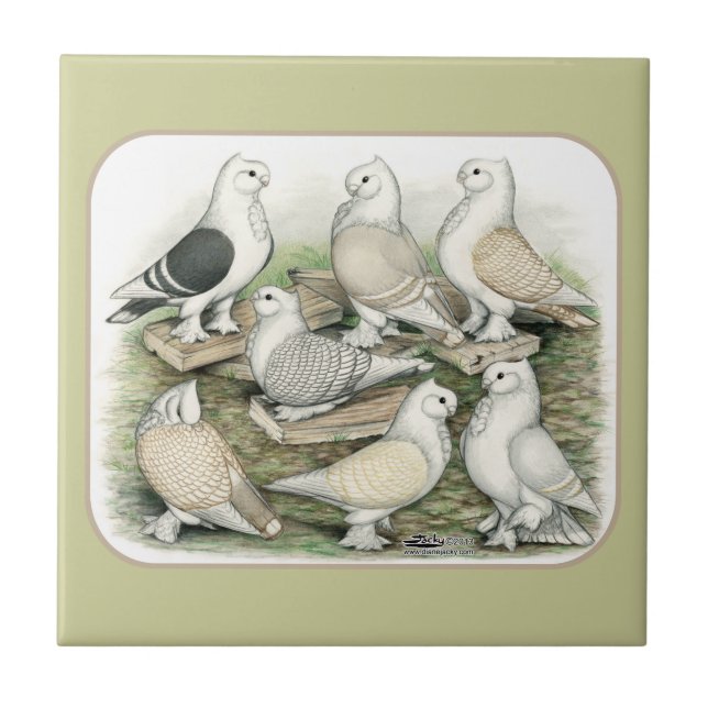 Classic Frill Pigeons Satinettes Tile (Front)