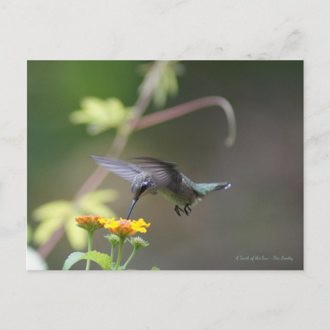 Classic Hummingbird Postcard (Front)