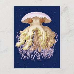 Classic Illustration Postcard