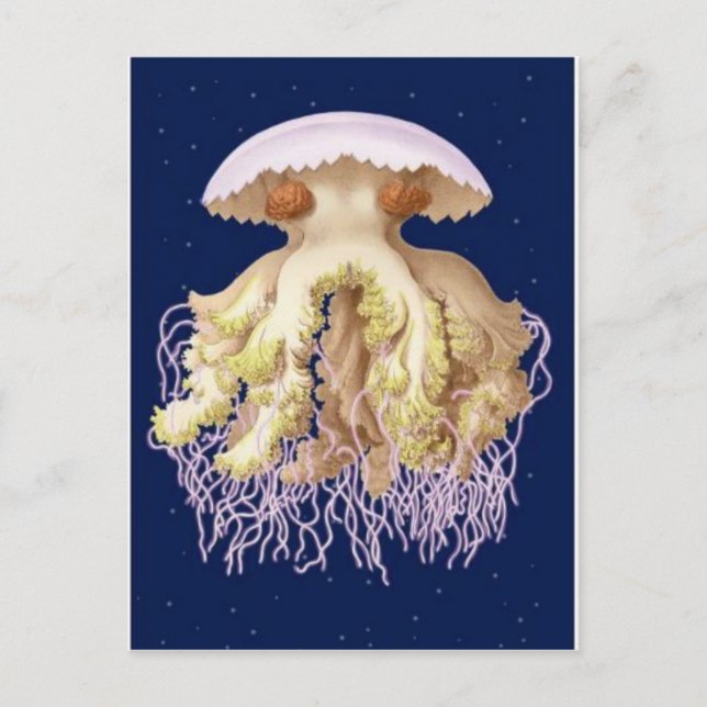 Classic Illustration Postcard (Front)