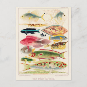 Classic Illustration Postcard
