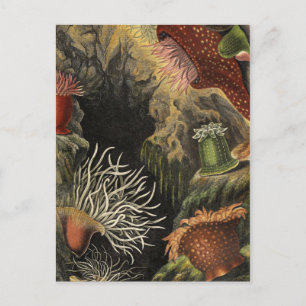 Classic Illustration Postcard