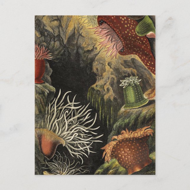 Classic Illustration Postcard (Front)