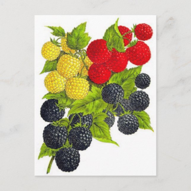 Classic Illustration Postcard (Front)