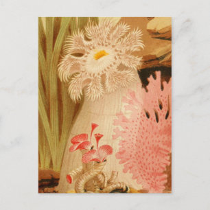 Classic Illustration Postcard