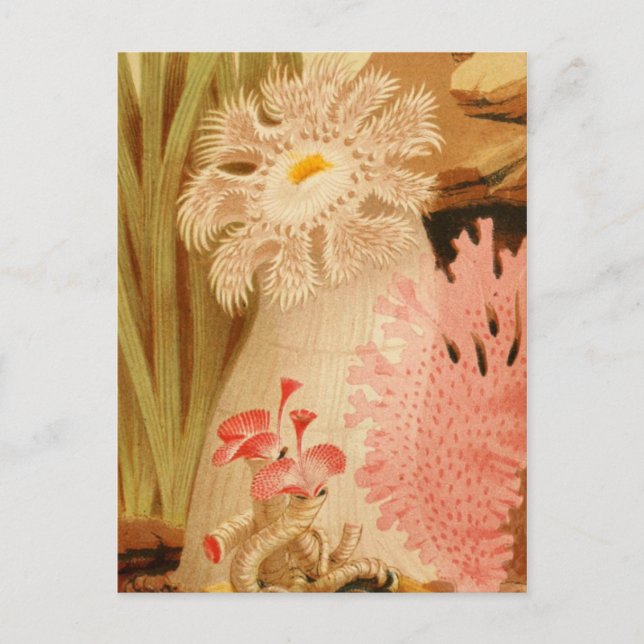 Classic Illustration Postcard (Front)