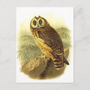 Classic Illustration Postcard