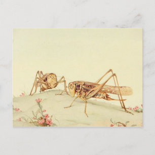 Classic Illustration Postcard