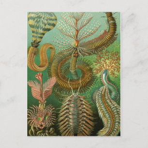 Classic Illustration Postcard