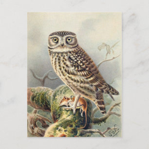 Classic Illustration Postcard