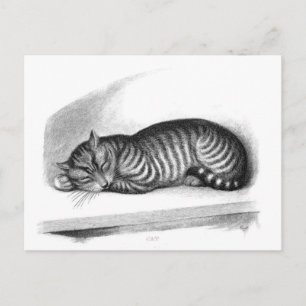 Classic Illustration Postcard