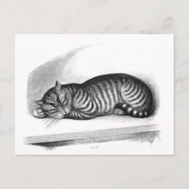 Classic Illustration Postcard (Front)