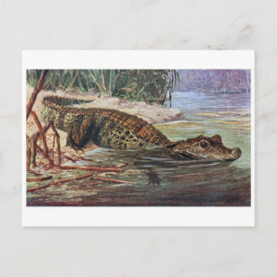 Classic Illustration Postcard