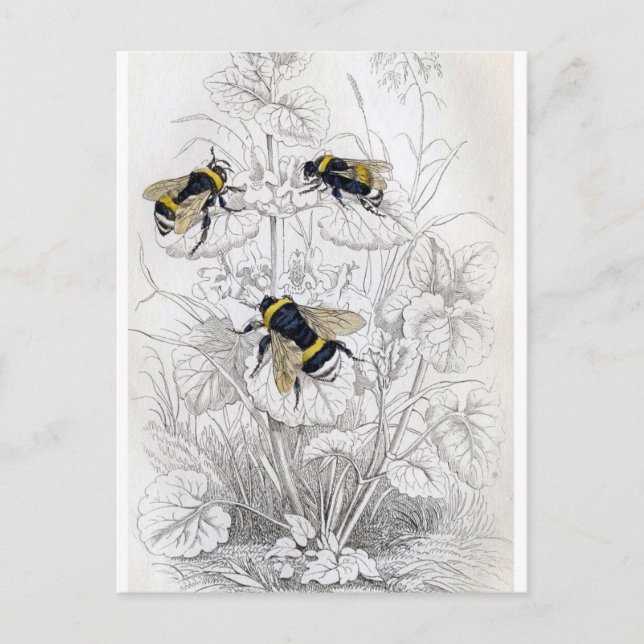 Classic Illustration Postcard (Front)