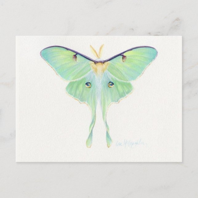 Classic Illustration Postcard (Front)