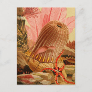 Classic Illustration Postcard