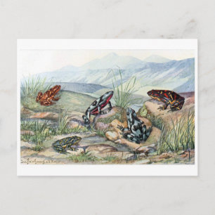 Classic Illustration Postcard