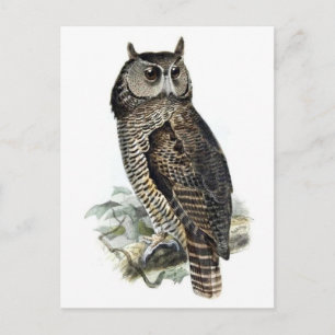 Classic Illustration Postcard