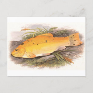 Classic Illustration Postcard