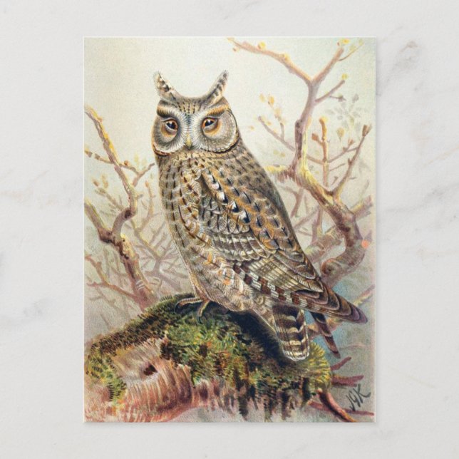 Classic Illustration Postcard (Front)