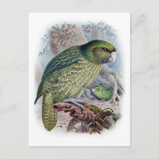 Classic Illustration Postcard (Front)