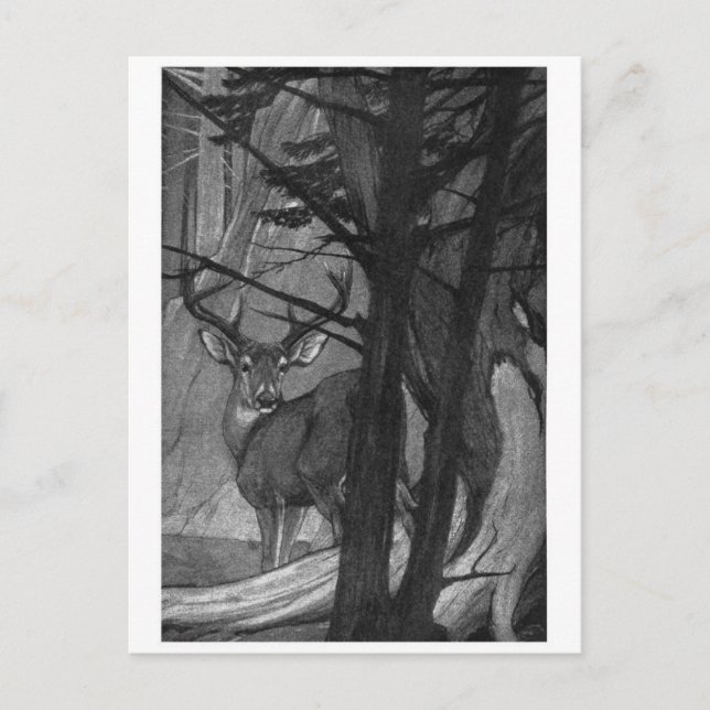 Classic Illustration Postcard (Front)