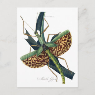 Classic Illustration Postcard