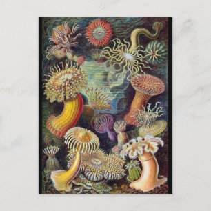 Classic Illustration Postcard