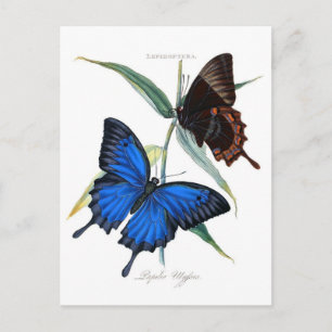 Classic Illustration Postcard