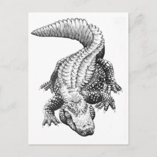 Classic Illustration Postcard