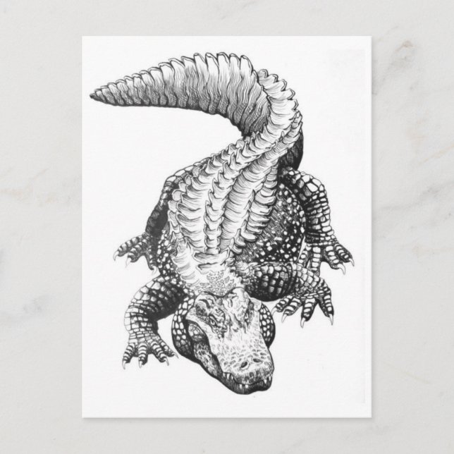 Classic Illustration Postcard (Front)