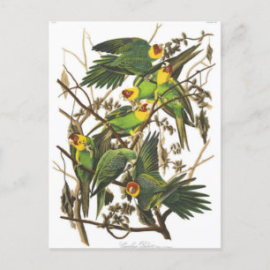 Classic Illustration Postcard