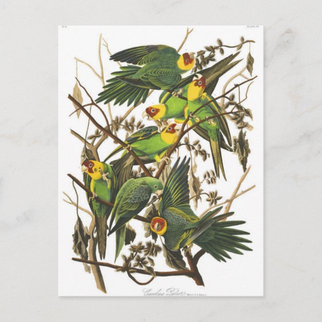 Classic Illustration Postcard (Front)