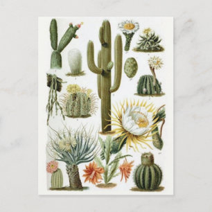 Classic Illustration Postcard